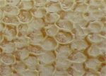 photograph of honeycomb